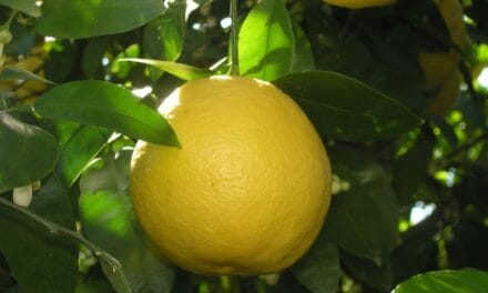 Comment bien tailler un citronnier
