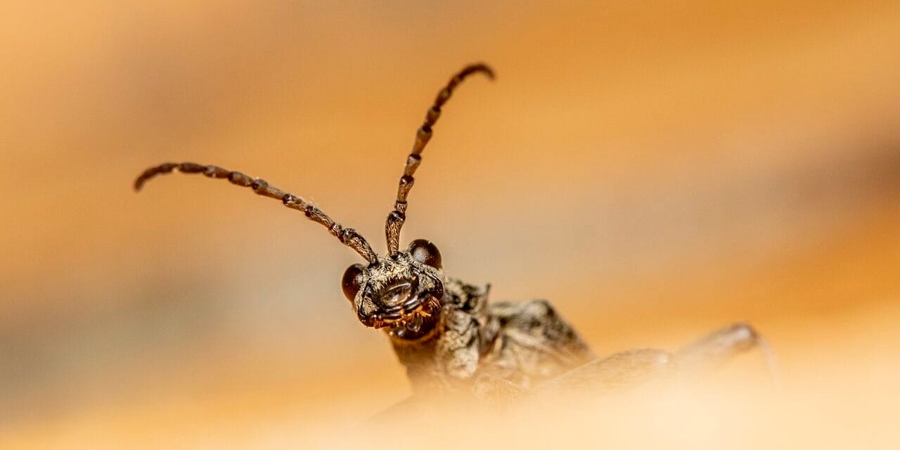 Capricorne, l’insecte le plus fascinant de la nature !