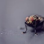 Comment éliminer les nids de mouches ?
