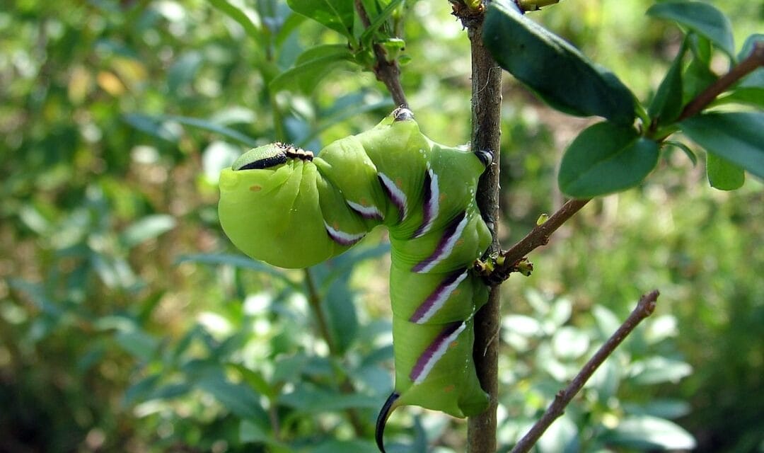 Les chenilles vertes : comment s’en débarasser naturellement ?
