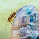 Quels sont les meilleurs moyens de se débarrasser des cafards de jardin ?