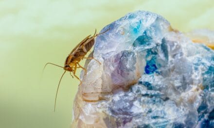 Quels sont les meilleurs moyens de se débarrasser des cafards de jardin