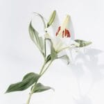 Comment faire grimper un jasmin étoilé ?