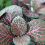 Comment faire un cadre vegetal mural ?