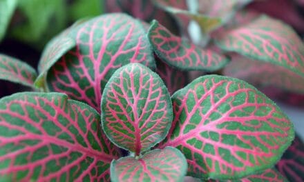 comment faire un cadre vegetal mural