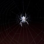 Araignée blanche : caractéristiques, habitat et comportement