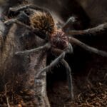 Mygale de Provence : tout savoir sur son habitat, sa description et ses habitudes