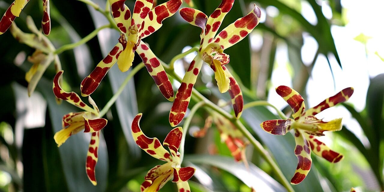 Quelles sont les fleurs les plus rares au monde ?