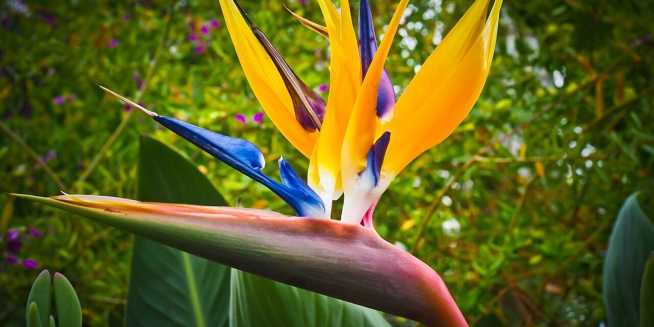 La Fleur Oiseau du Paradis : comment la cultiver et l’entretenir pour une belle floraison ?