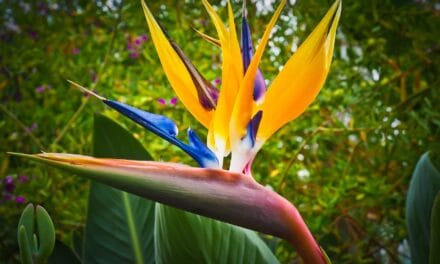 Fleur Oiseau du Paradis