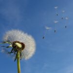 La fleur de pissenlit : tout savoir sur cette plante aux multiples vertus