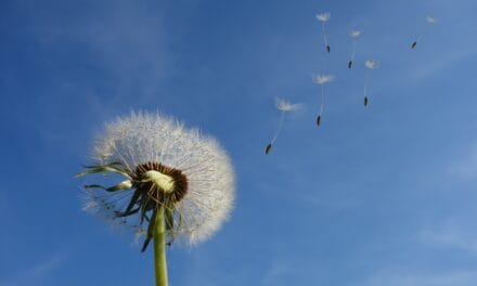 La fleur de pissenlit