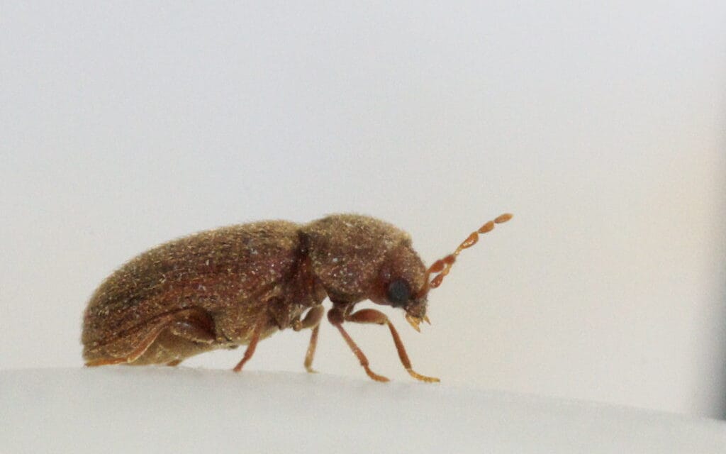 La vrillette du pain : que faire pour éviter son infestation ?