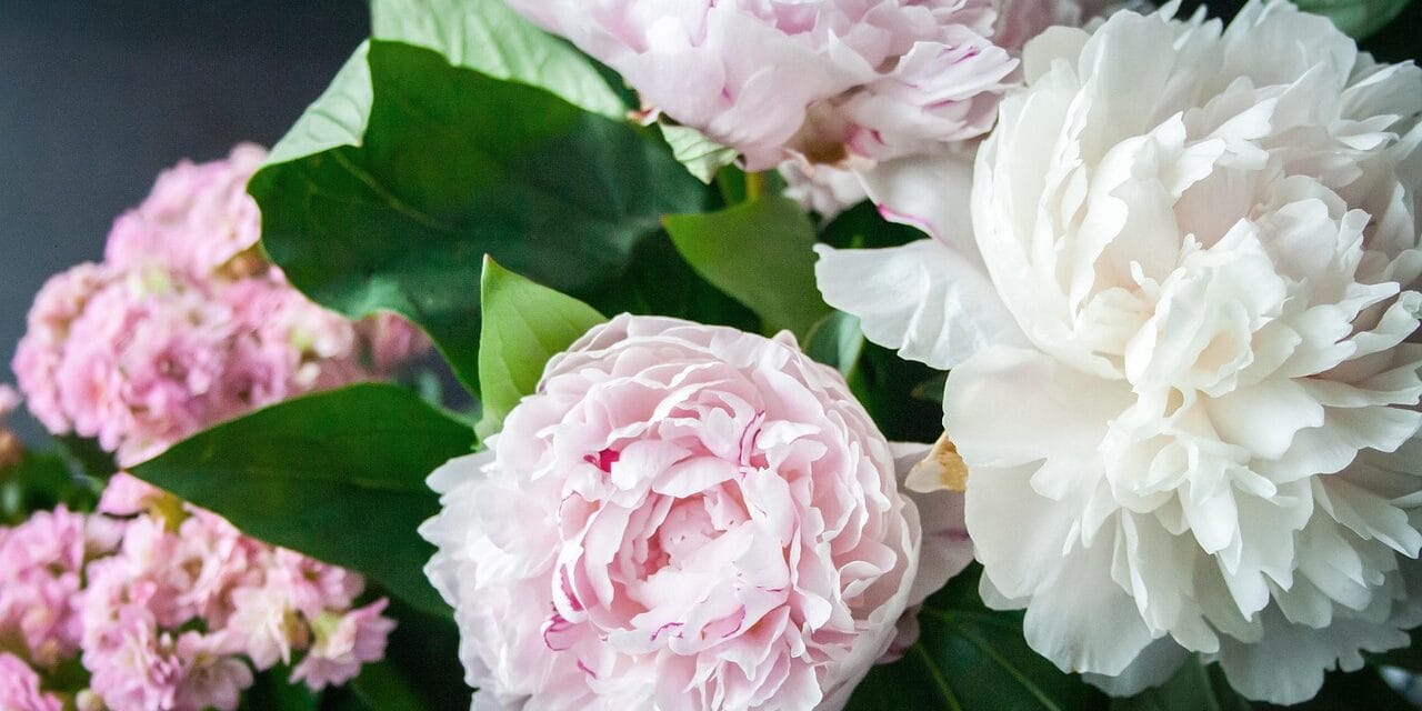 Signification de la pivoine : découvrez ses symboliques et traditions