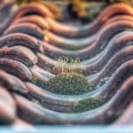 Comment bien effectuer le demoussage de votre toiture