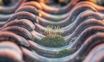 Comment bien effectuer le demoussage de votre toiture