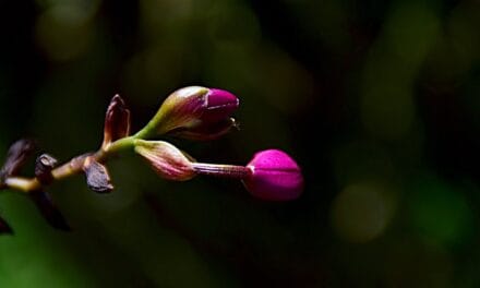 Quand et comment arroser une orchidée ?